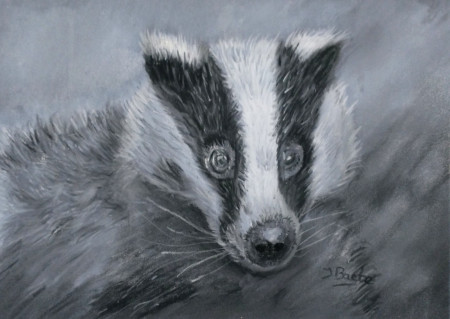 Das, 2026,pastelpotlood , 23x 17cm